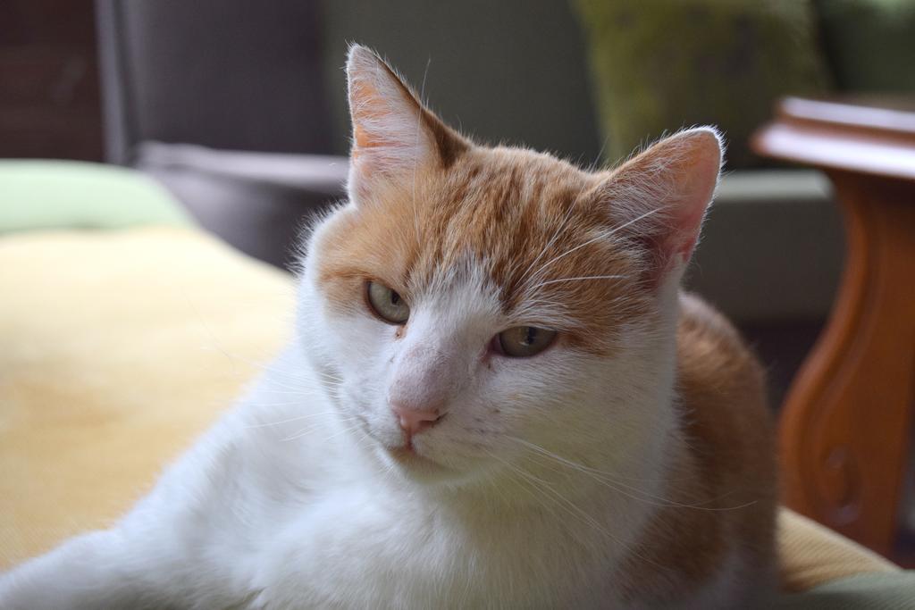 Chata Skrzata Kruszyn  Bagian luar foto